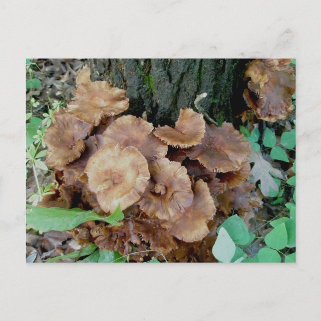 Colônia de Cogumelos Castanhos - Cartão Postal (Frente)