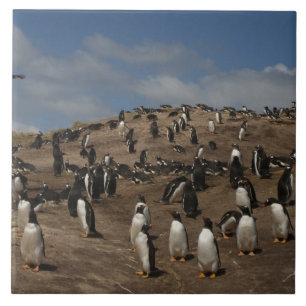 colônia de Pinguim Gentoo (Pygoscelis papua) no Oe