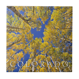 Colorado Outono Floresta de Aspen no Outono