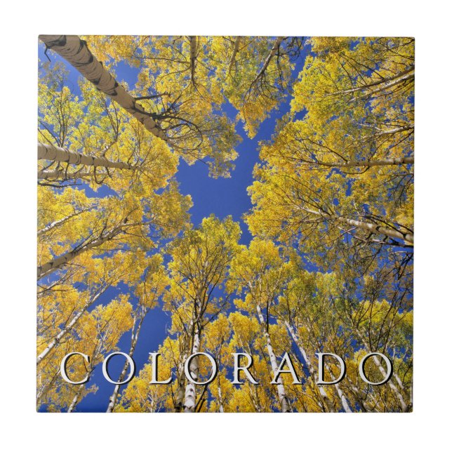 Colorado Outono | Floresta de Aspen no Outono (Frente)