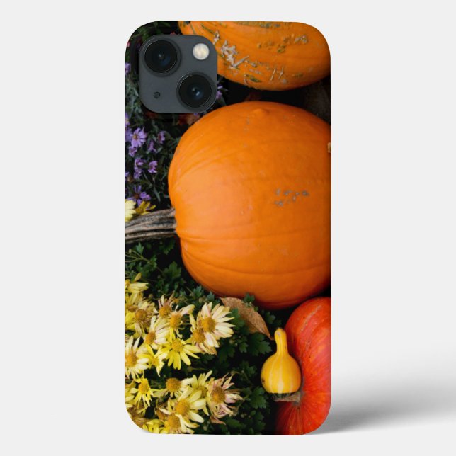 Colorful fall decorative pumpkin display (Verso)