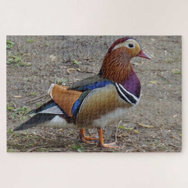 Colorida Bird Jigsee Quebra-cabeça (Horizontal)