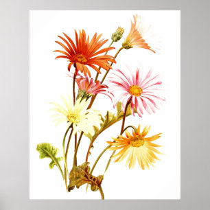 Colorida Gerbera Daisy Wallart Poster