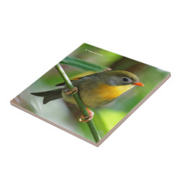 Colorida Leiothrix / Pekin Robin Songbird