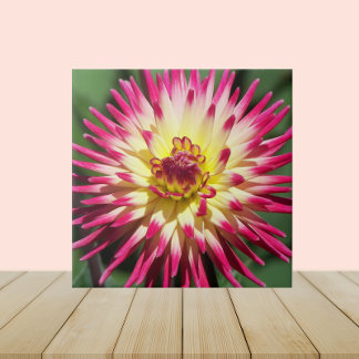 Colorida Rosa Cactus Dahlia Bloom Floral