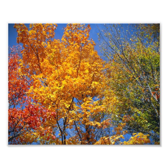 Colorir Autumn Treetops Nature Landscape Foto (Frente)