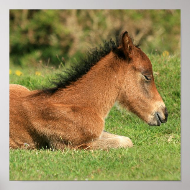 Colt Resting in Grass Impressão (Frente)