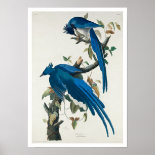 Columbia Jay por Poster de Audubon