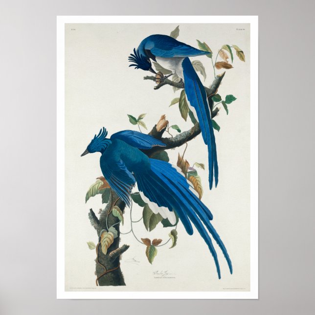 Columbia Jay por Poster de Audubon (Frente)