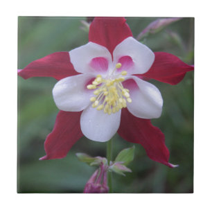 Columbina