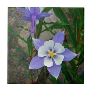 Columbina azul