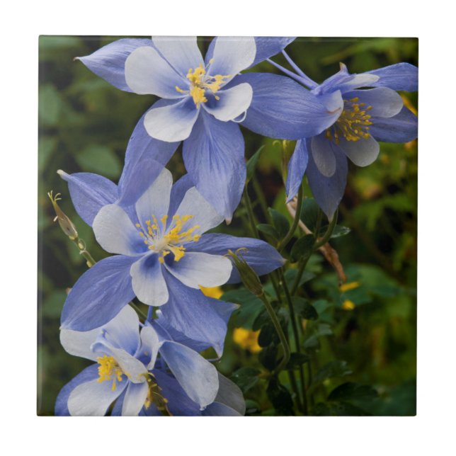 Columbine Azul do Colorado perto de Telluride Colo (Frente)