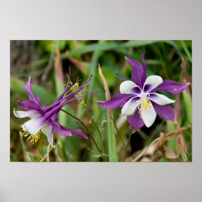 Columbine Blooms Poster (Frente)