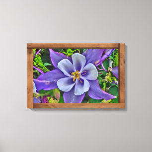 Columbine Columbine Colorado, canvas de flores