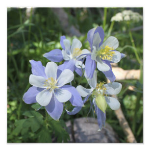 Columbine Foto Alargamento
