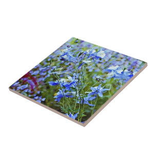 Columbines azul - flores