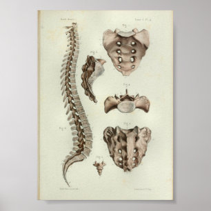Coluna 1844 espinal do impressão da anatomia do