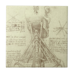 Coluna Espiral de Anatomia Humana de Leonardo da V