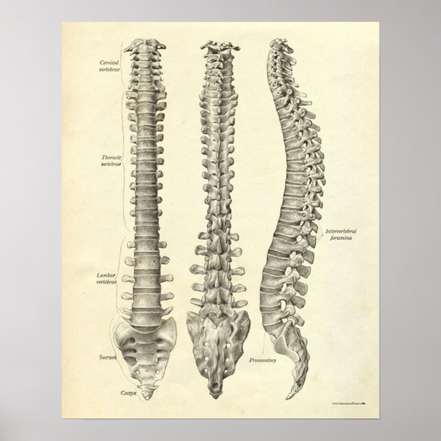 Coluna Spinal dos Ossos do Impressão da Anatomia d (Frente)