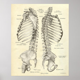 Coluna Spinal dos Ossos do Impressão da Anatomia d