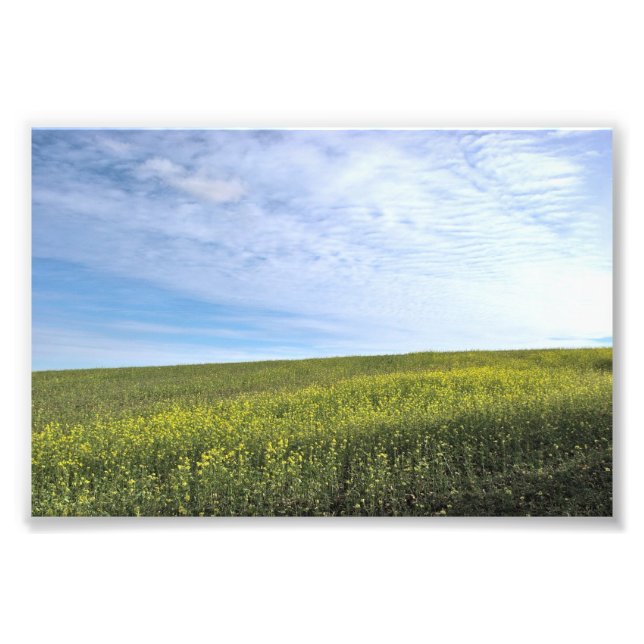 Colza Field - Foto (Frente)
