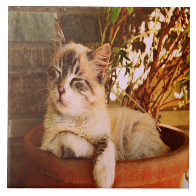 Comfy Sleepy Gatinho (Frente)