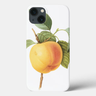 Comida de Fruta Vintage, Maçã Calville por Redoute