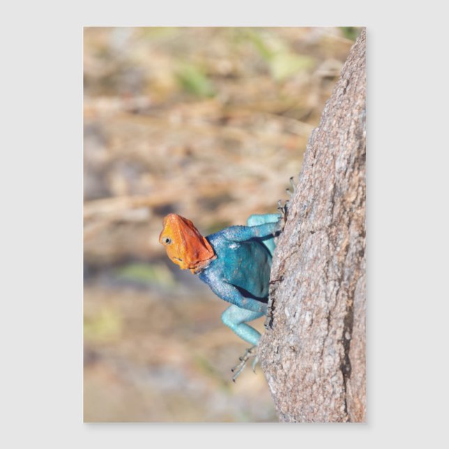 Common Agama (Frente)