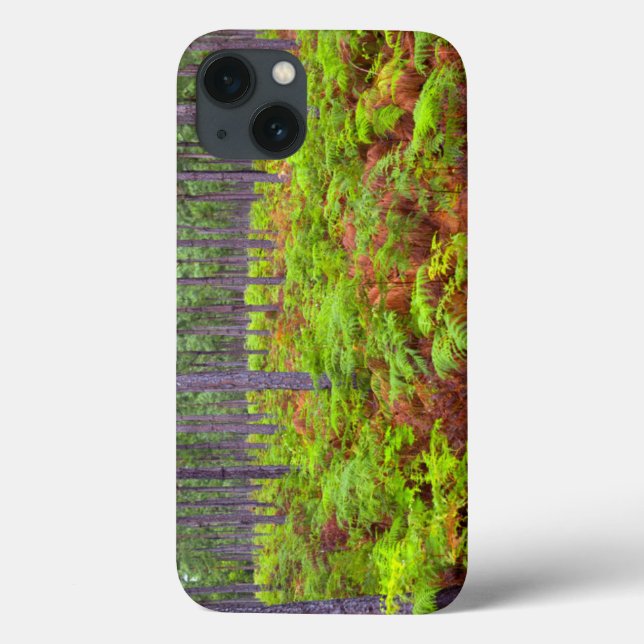Common Bracken (Pteridium Aquilinum) Growing (Verso)