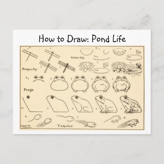 Como Desenhar Sapos Cartão postal Vintage (Frente)