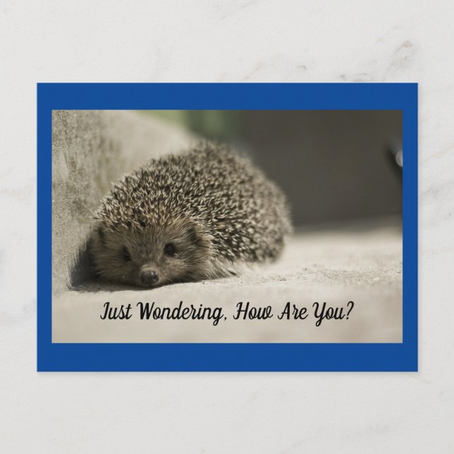 Como você está usando o cartão postal do Hedgehog (Frente)