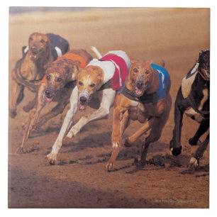 Competência de galgos na trilha