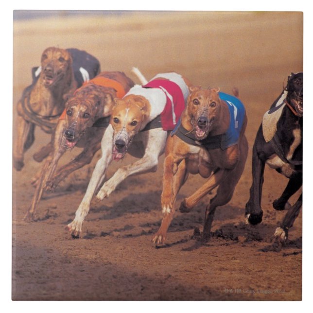 Competência de galgos na trilha (Frente)
