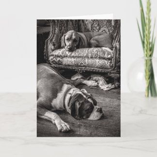 Comprar cartão de cães