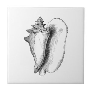 Conch da rainha (linha arte)