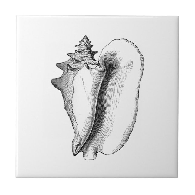 Conch da rainha (linha arte) (Frente)