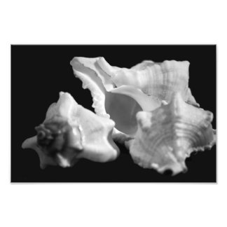 Conch na foto em preto e branco