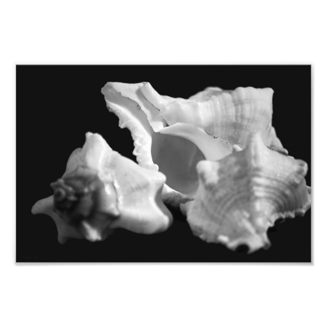 Conch na foto em preto e branco (Frente)