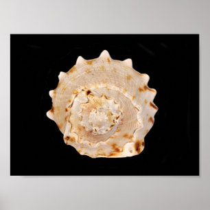Conch Shell Poster