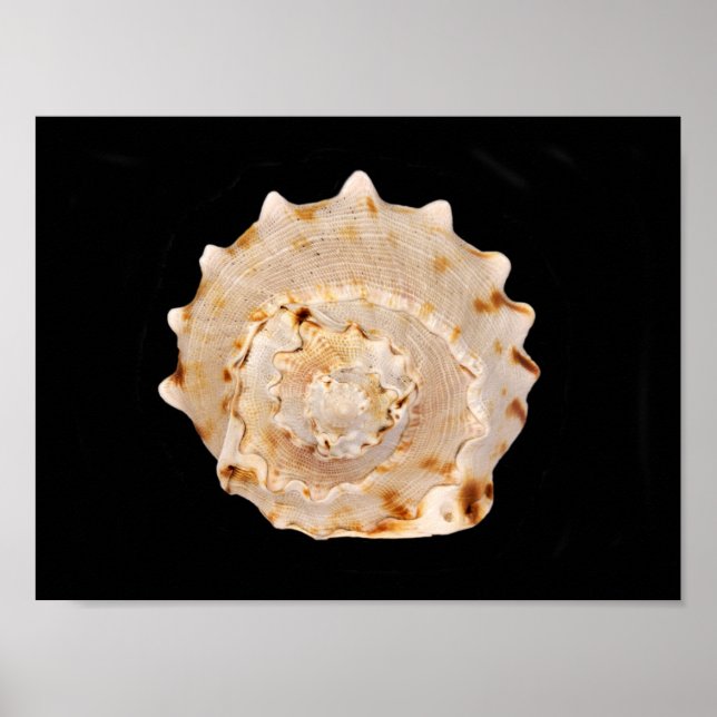 Conch Shell Poster (Frente)