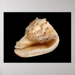 Conch Shell Poster