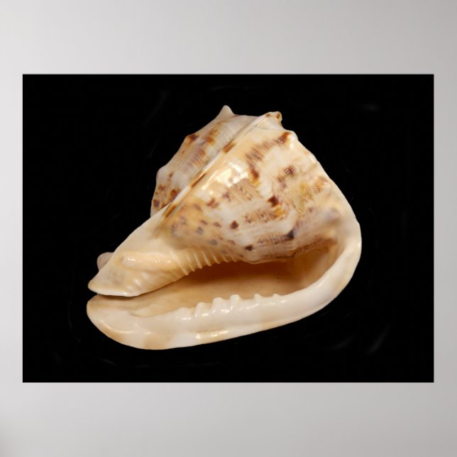 Conch Shell Poster (Frente)