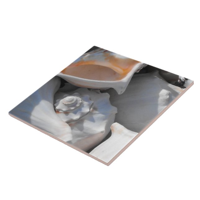 Conch Shels Closeup (Lateral)