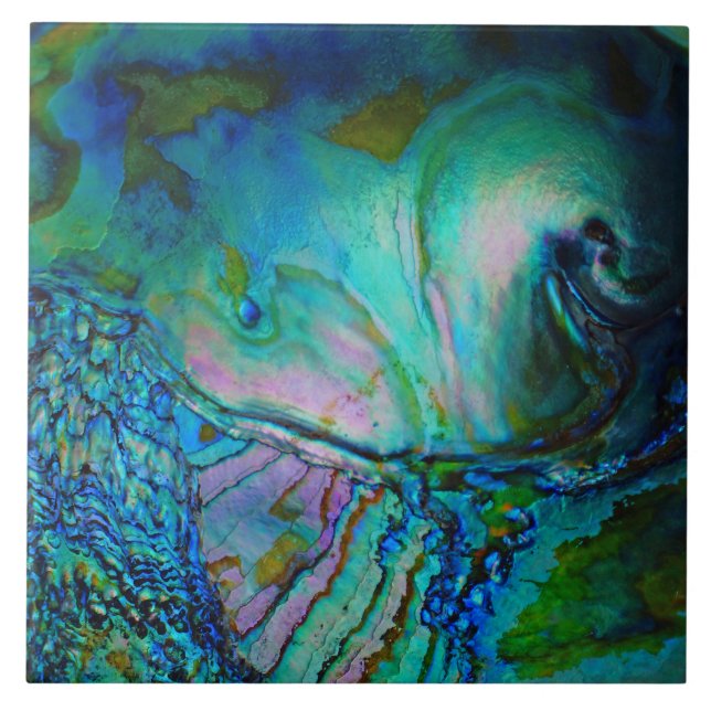 Concha de Abalone Azul (Frente)
