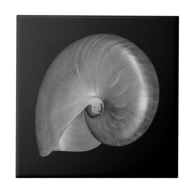 Concha de Nautilus Preta e Branca (Frente)