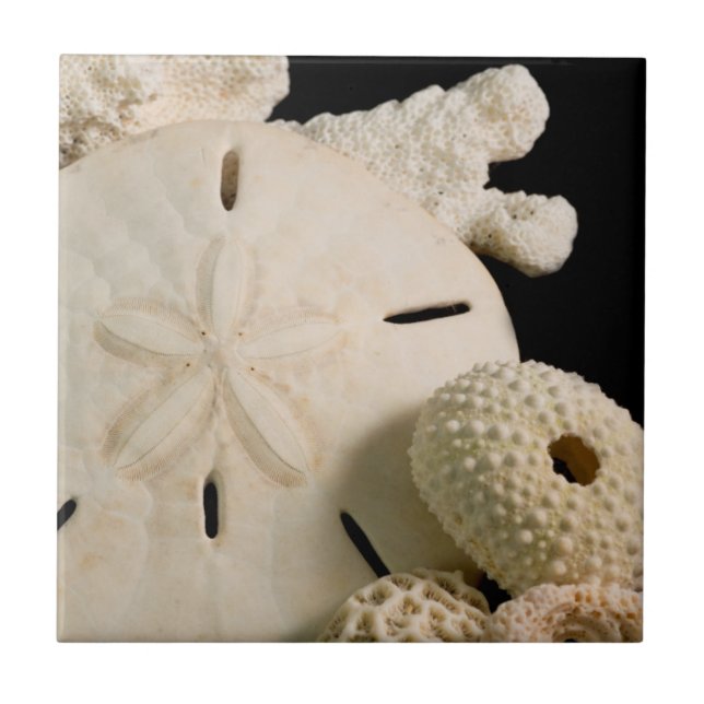 Conchas Brancas e Dólar de Areia (Frente)