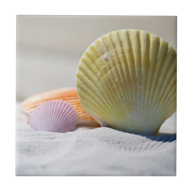 Conchas Coloridas na Areia (Frente)