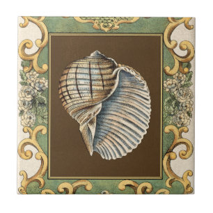 Conchas de Pequena Sereia