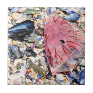 Conchas do Mar Gellyfish Ocean Beach View