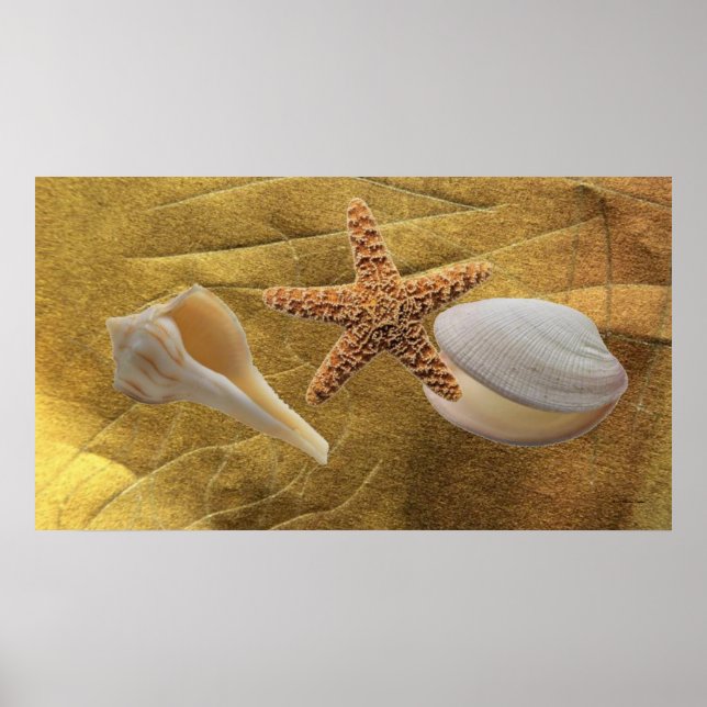 Conchas do mar Poster (Frente)